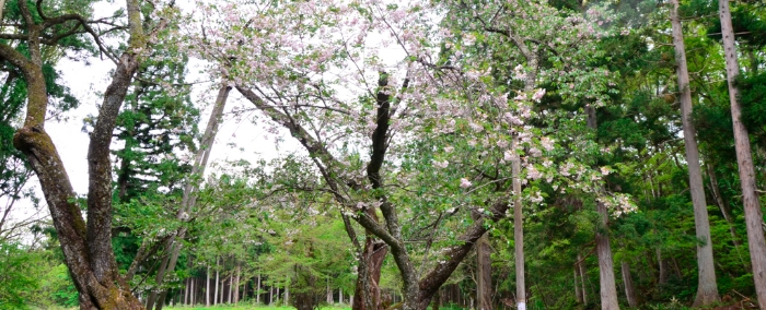 大鹿桜